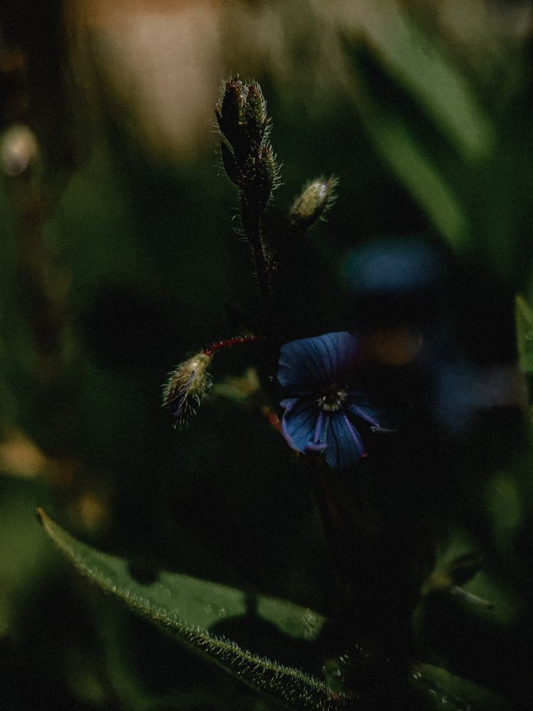 Фотография автора Алиса Исаева