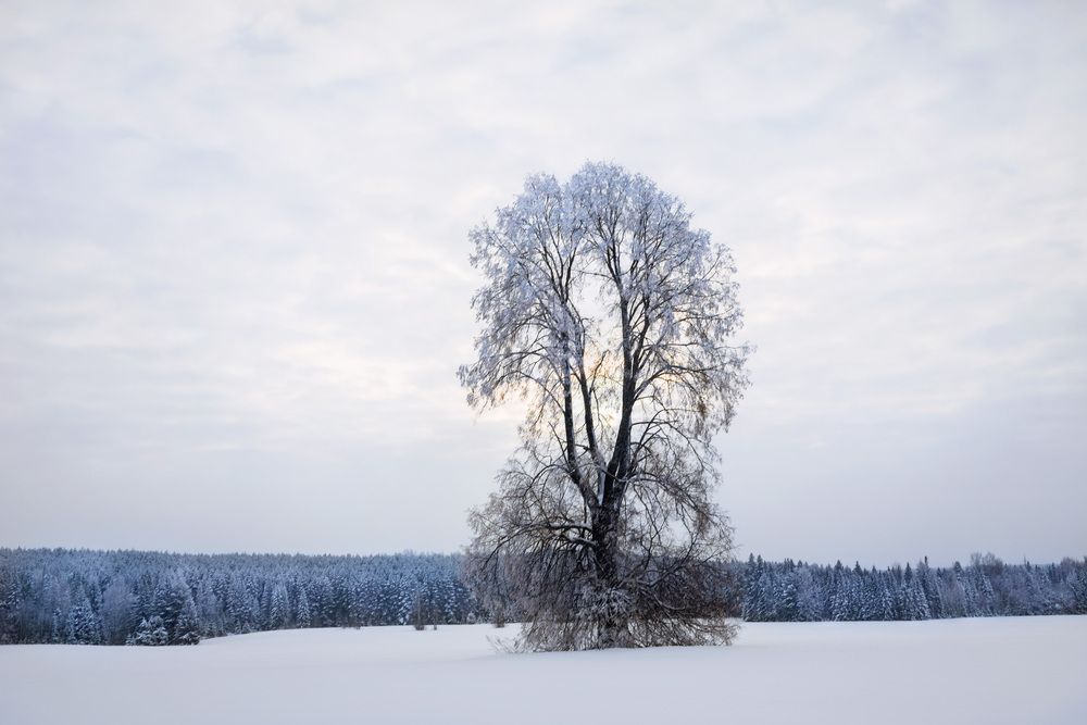 Photograph by Алексей Широбоков