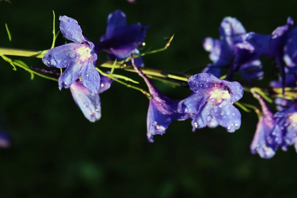 Photograph by ОЛЬГА ДЕРБЕНЕВА