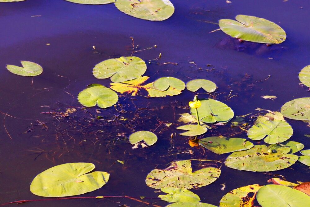 Photograph by ОЛЬГА ДЕРБЕНЕВА