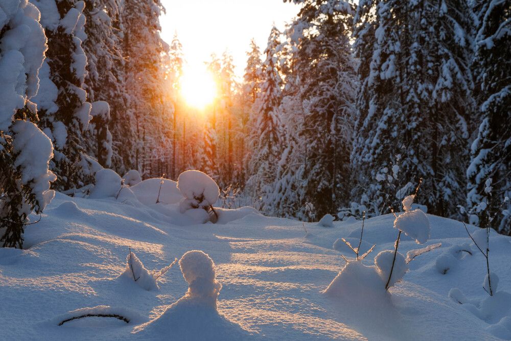 Прогулка по лесу.