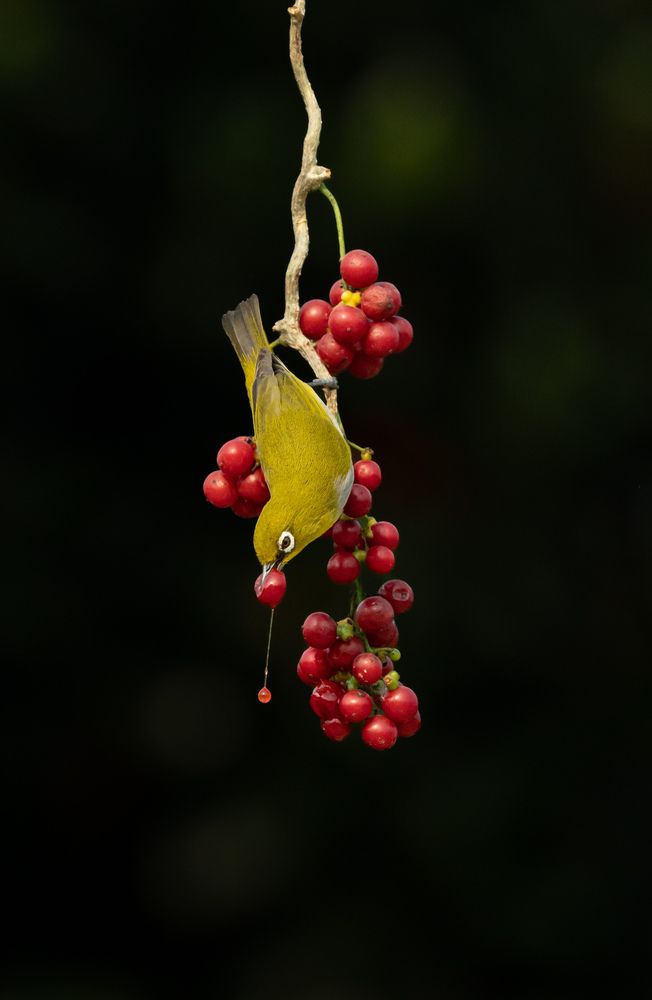 Grace and Gravity : A fleeting moment of balance and hunger
