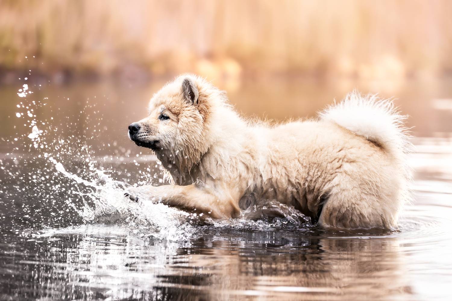 Фотография #13165859