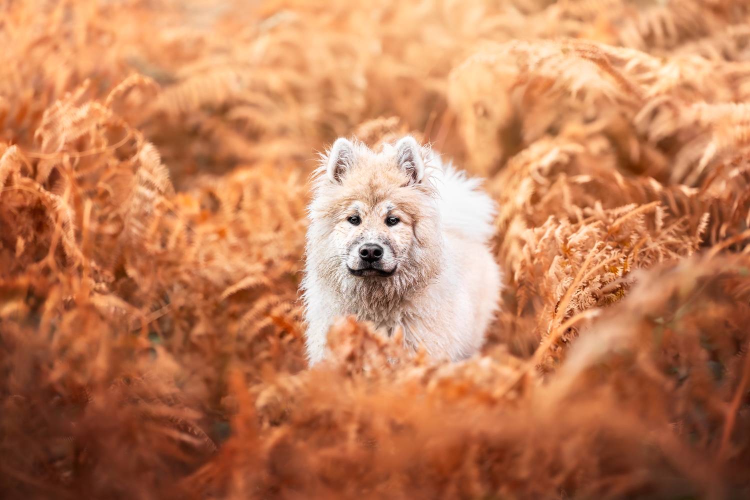 Фотография #13165874