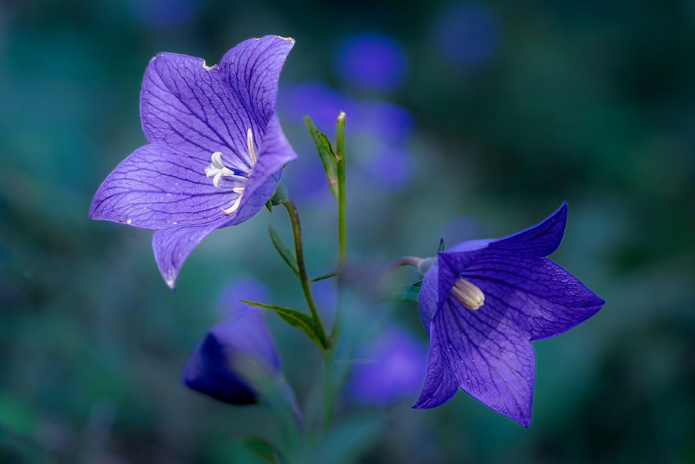 Photograph by Suzuki Ryuta