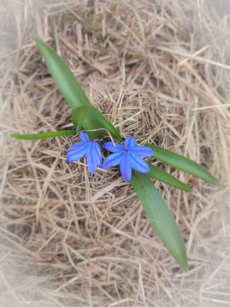 Пролеска / Bluebell