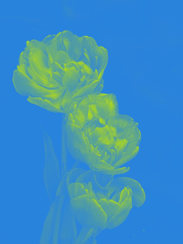 Фотография автора Олена Уманцева