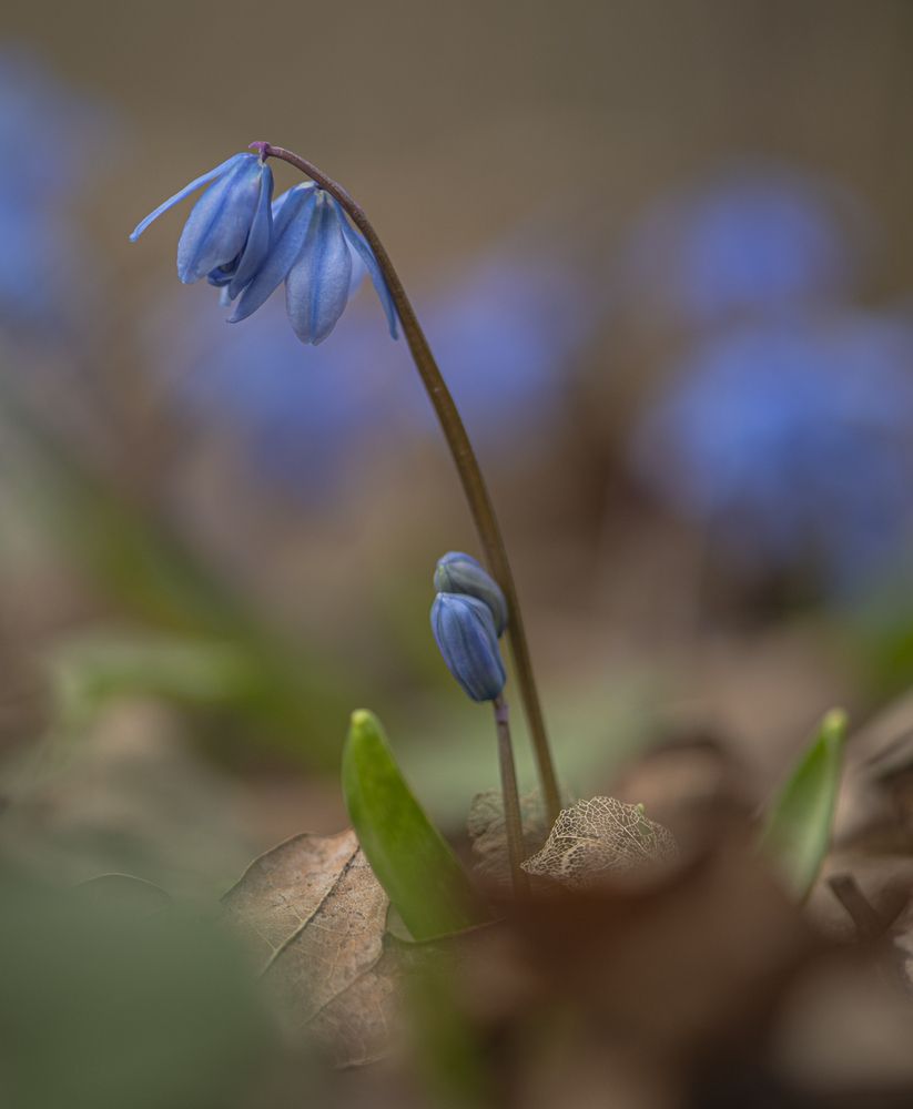 Фотография автора ПУЗЕНКО ДМИТРИЙ
