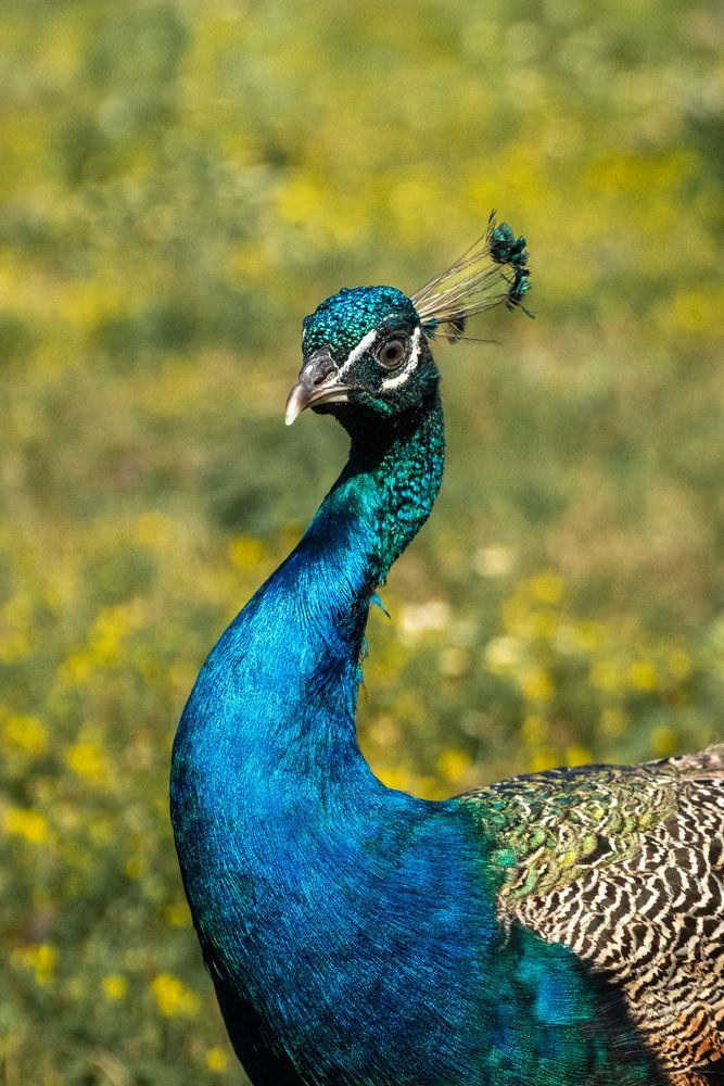 Фотография автора Елена Букия