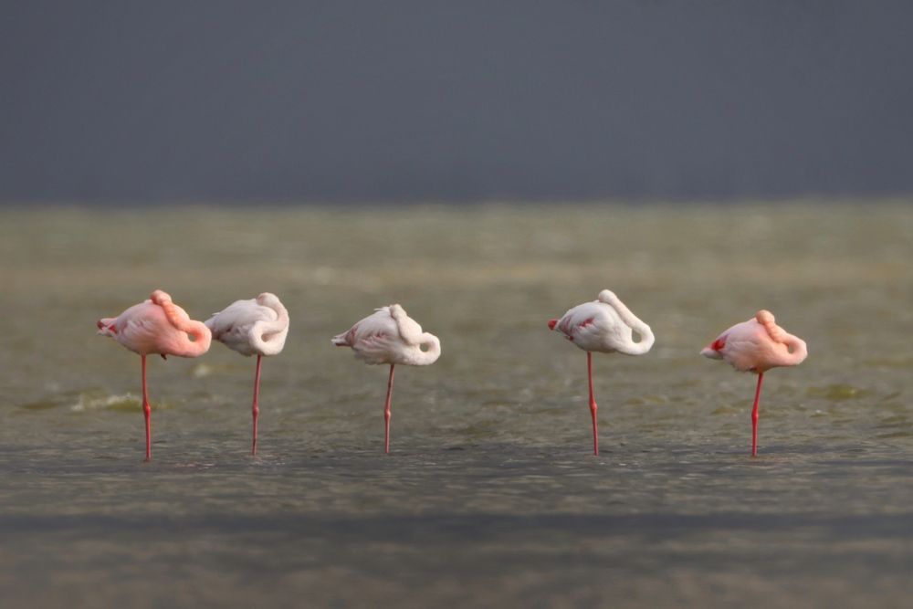 Photograph by mehdi mohebi pour