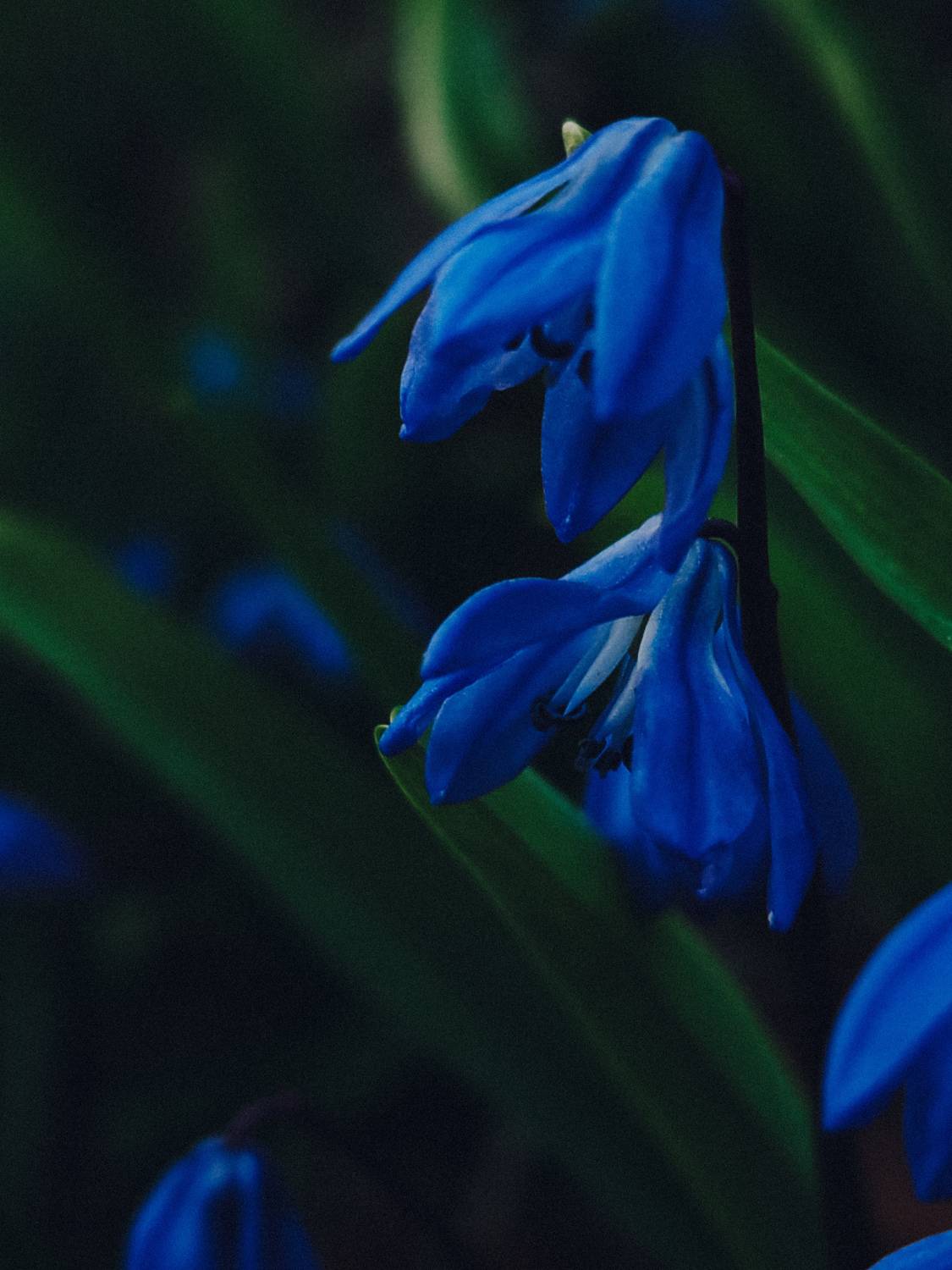 Фотография #13166411