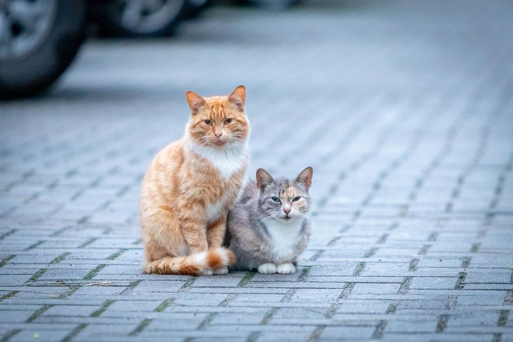 Photograph by Константин Чижов