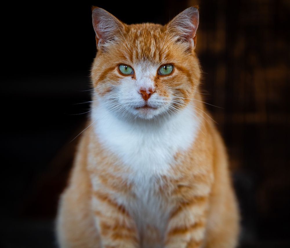 Photograph by Константин Чижов
