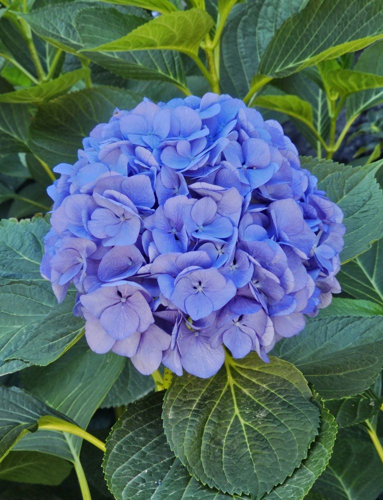 Photograph by Oksana Podgorodetska