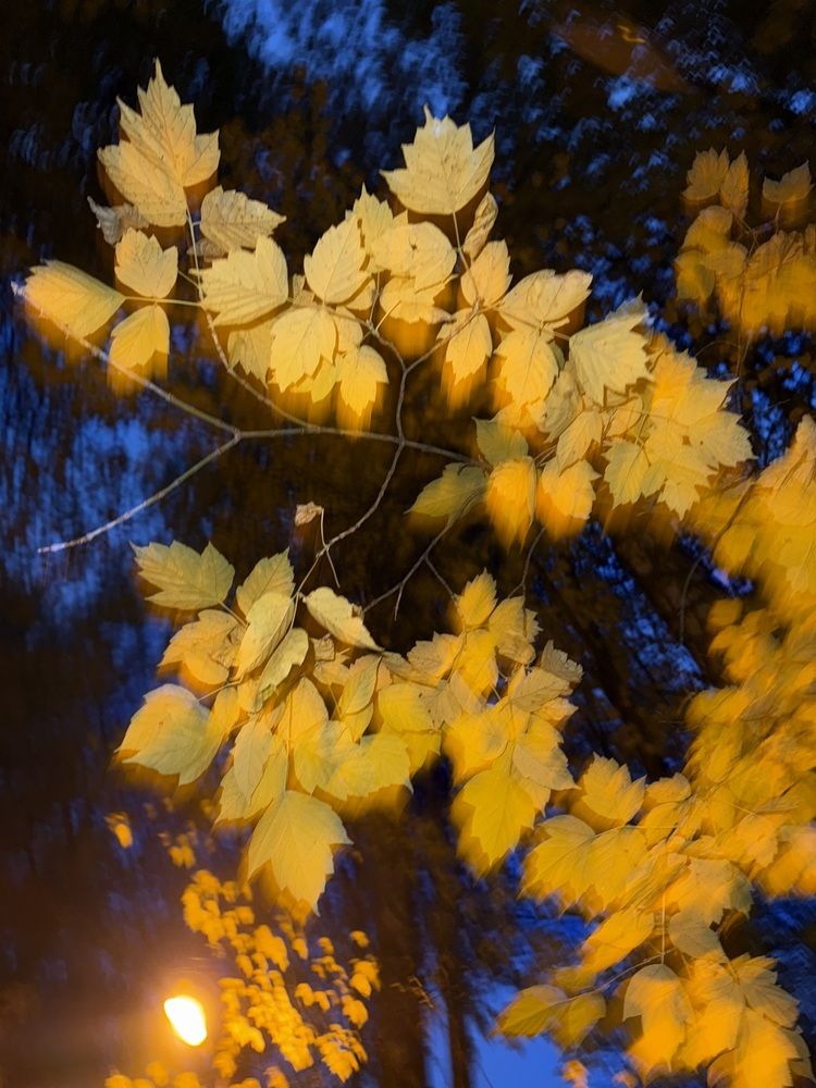 Photograph by Elvira