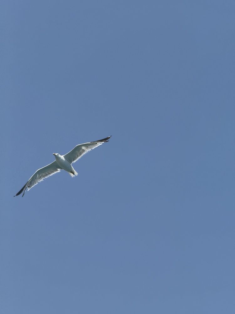 Photograph by Elvira