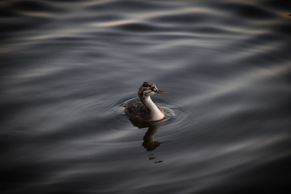 Photograph by Elvira