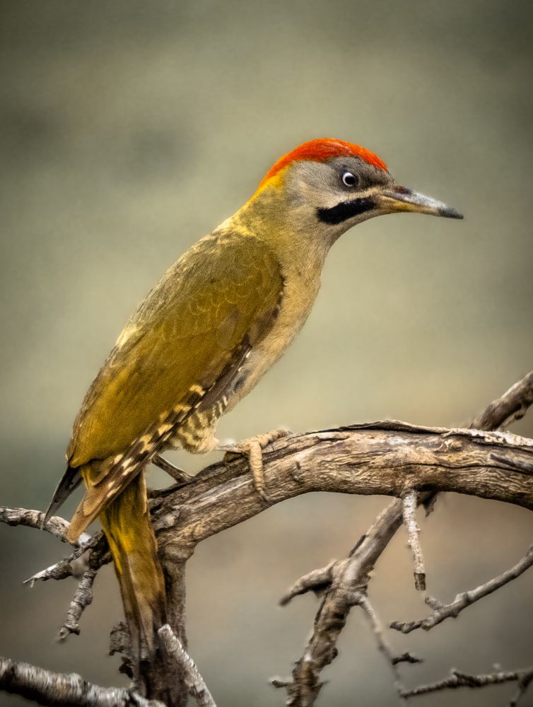 Photograph by Ayoub Kebbour