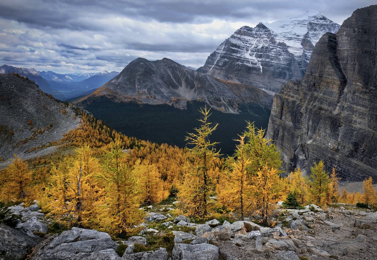 Golden Larches of the Rockies Golden Larches of the Rockies