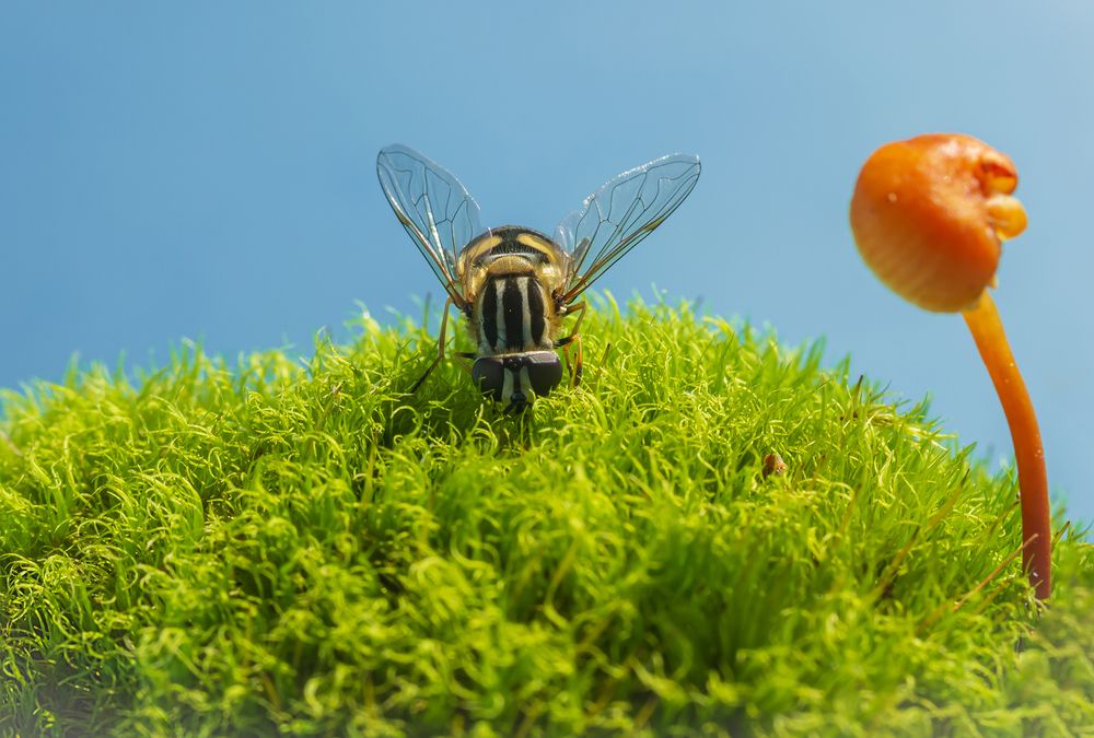 Photograph by Koledova Irina