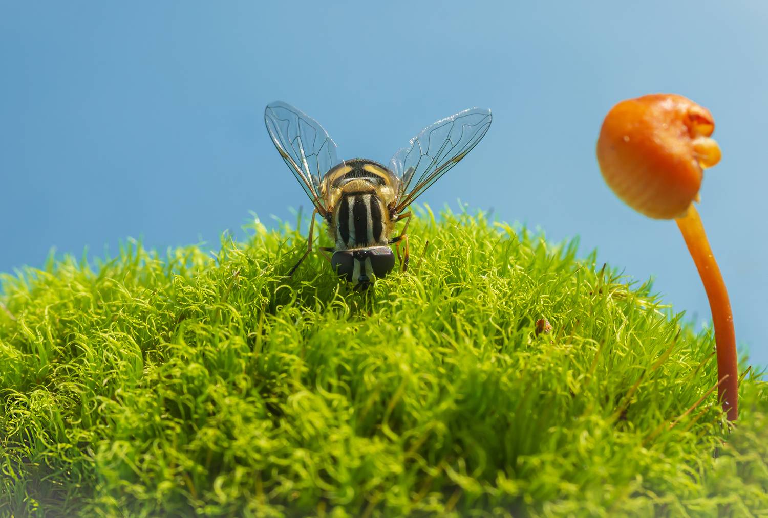 Фотография #13166777