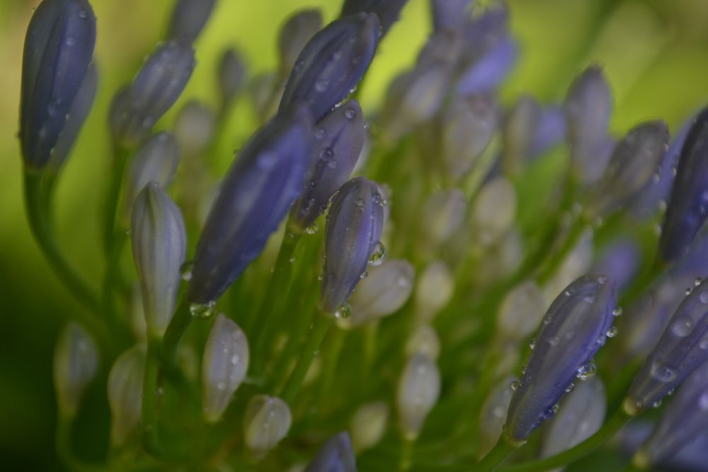 Photograph by Gildo de Campos Correa