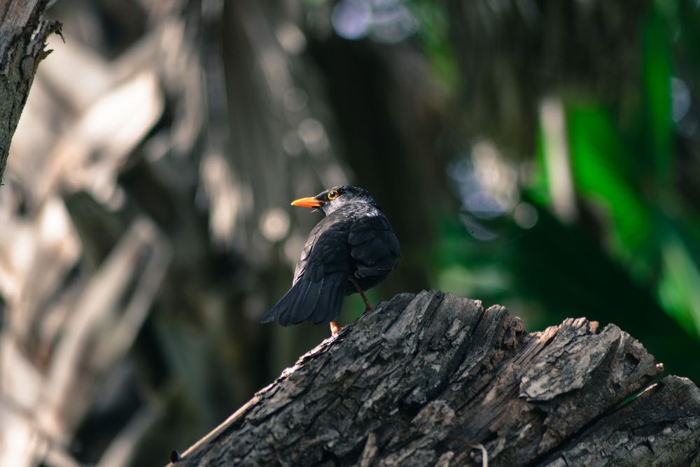 Photograph by Mohamed Djaid