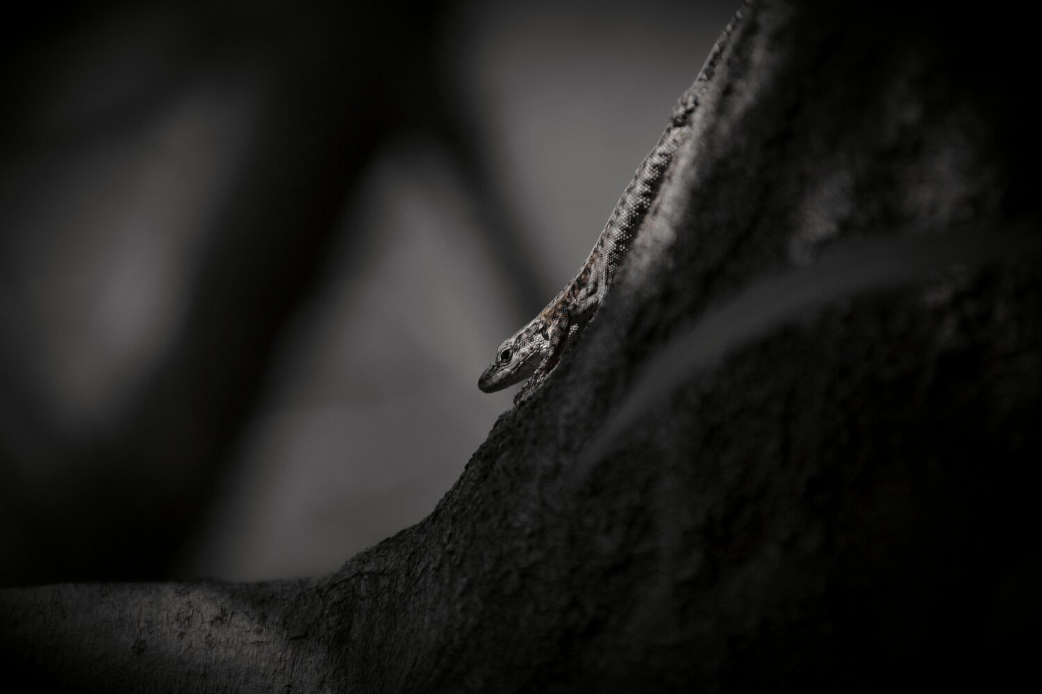 Photo #13166856