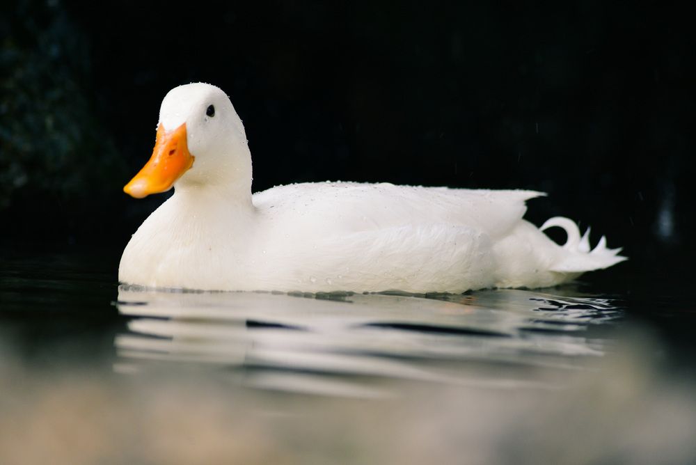 Photograph by Mohamed Djaid