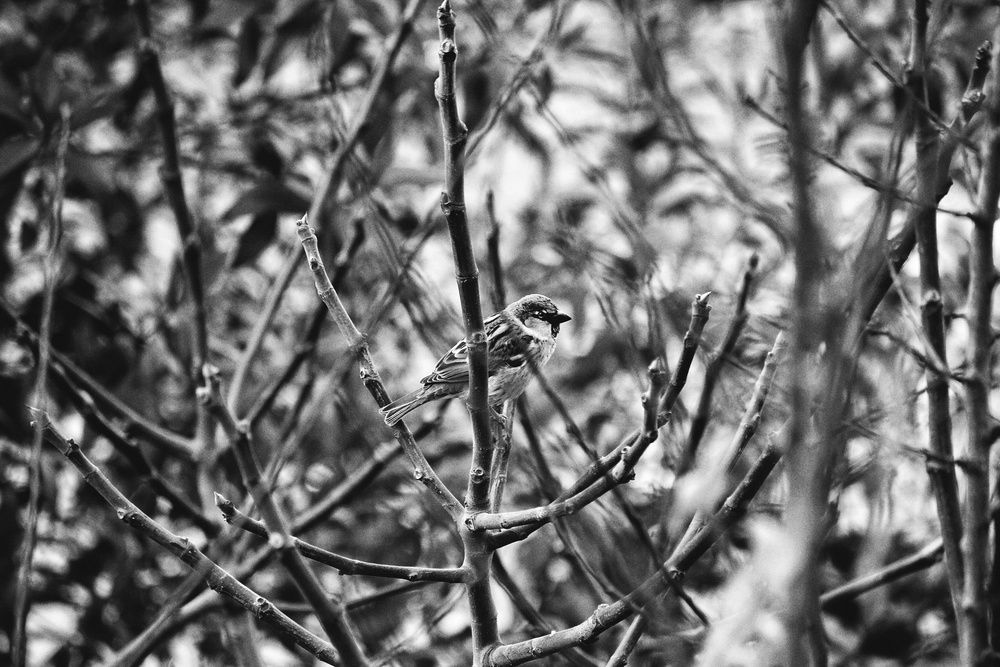 Photograph by Mohamed Djaid