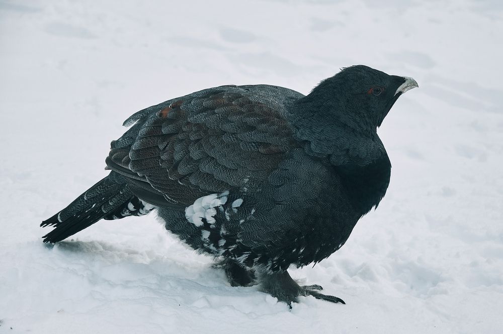 Photograph by Виктор Бабинцев