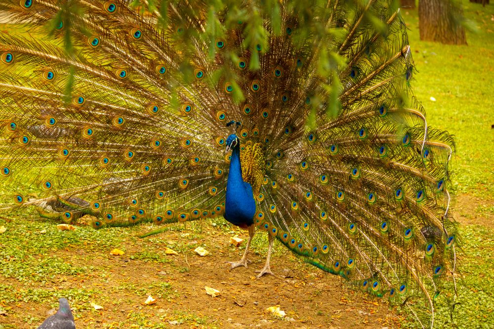 Фотография автора Angelina Pirtina