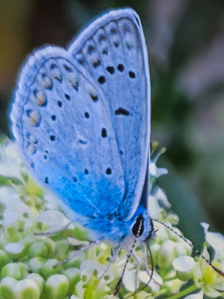 Фотография автора Elena Safarova