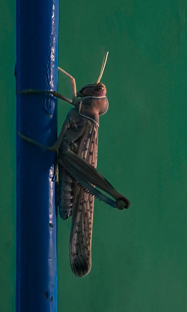 Фотография автора Elena Safarova