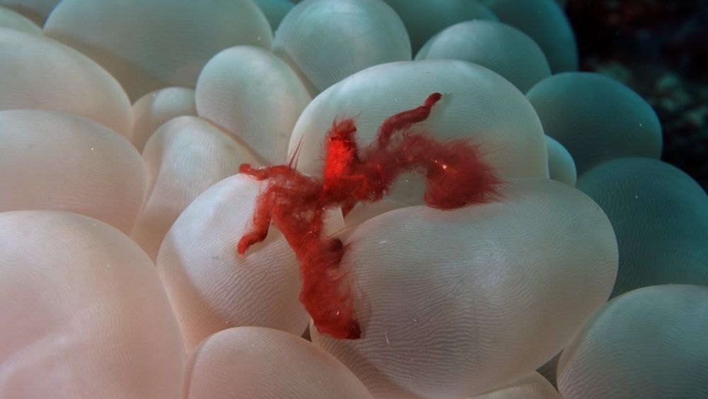 Orangutan crab