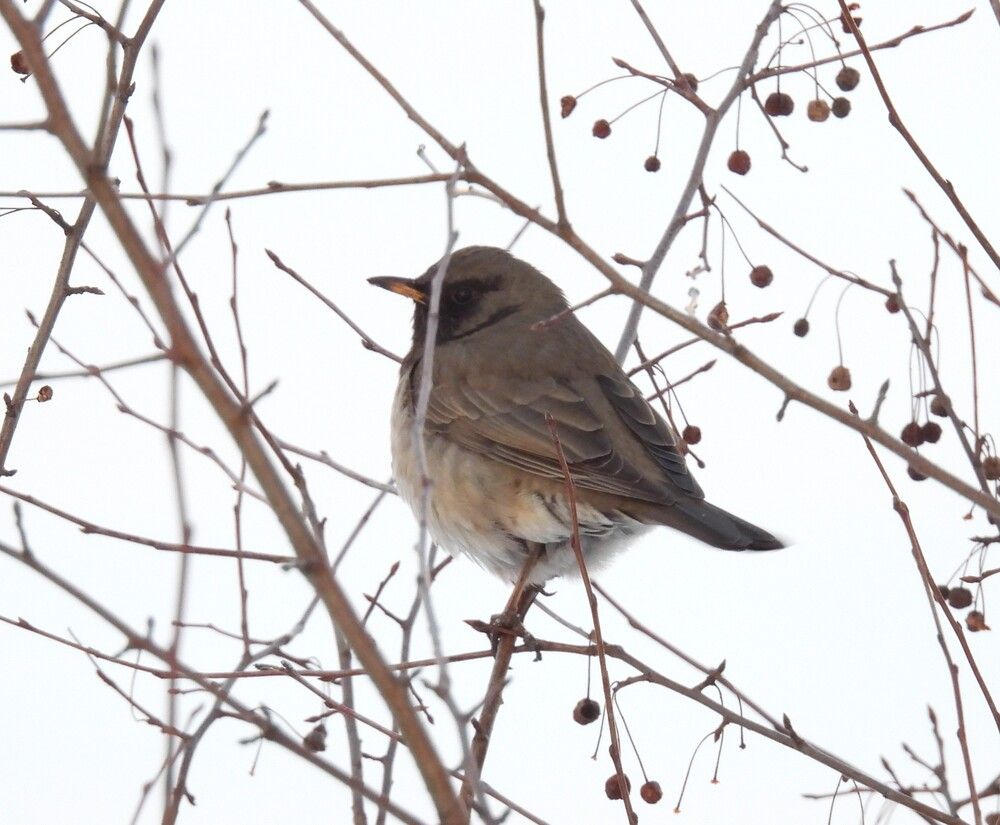 Photograph by Александр Прядко