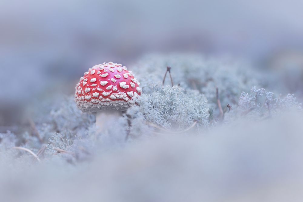 Фотография автора Nephotograph