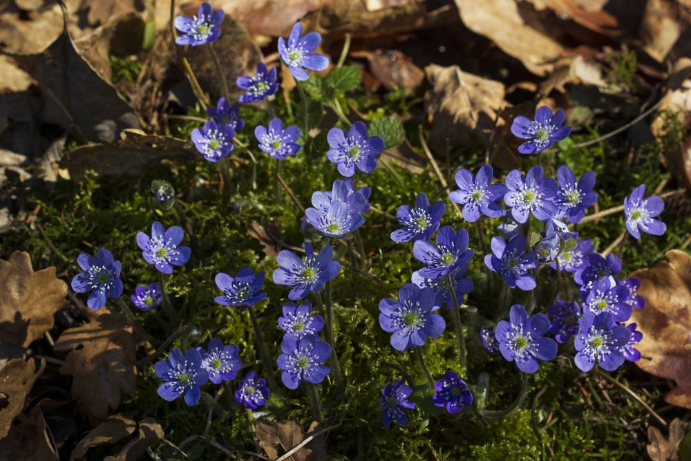Фотография автора Анна-Лаймуте Милошевич