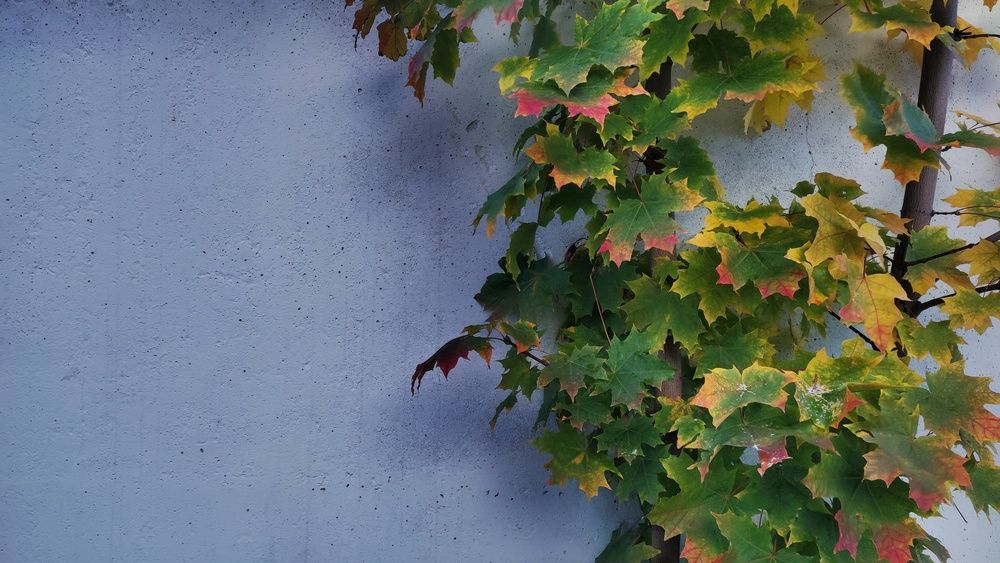 Photograph by Калюнова Наталья