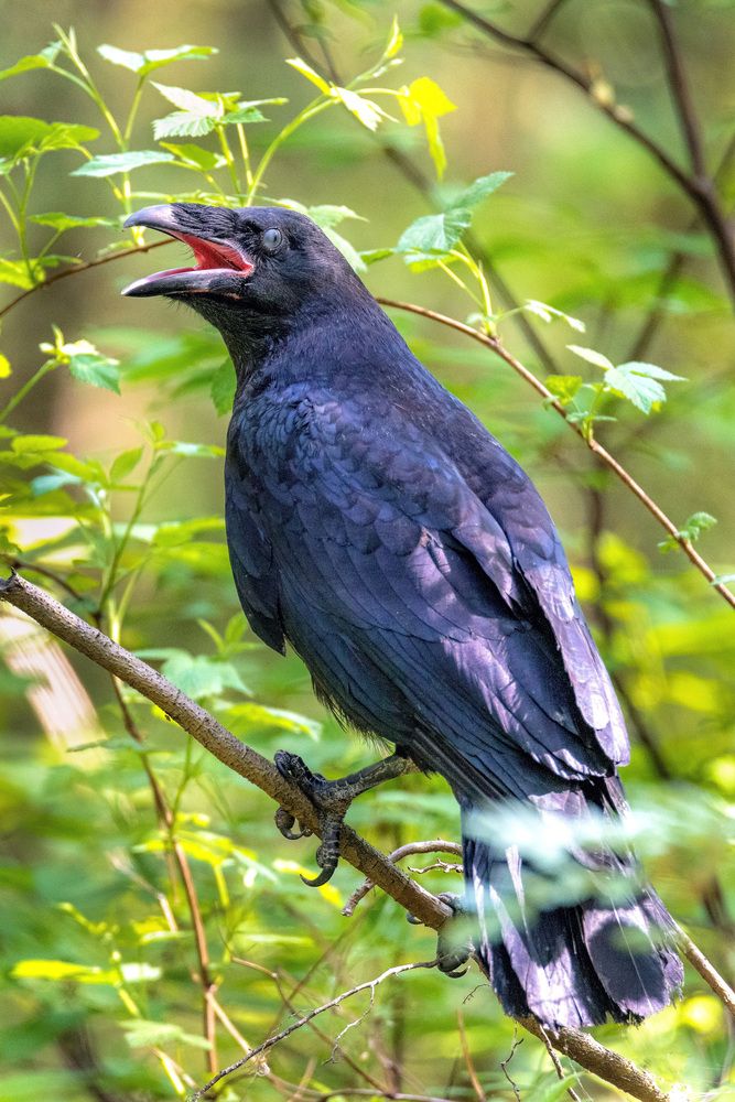 Ворон слёток.