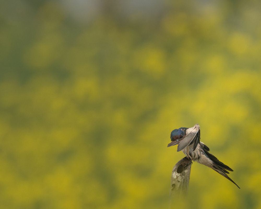 Фотография автора Prabhat Ghosh