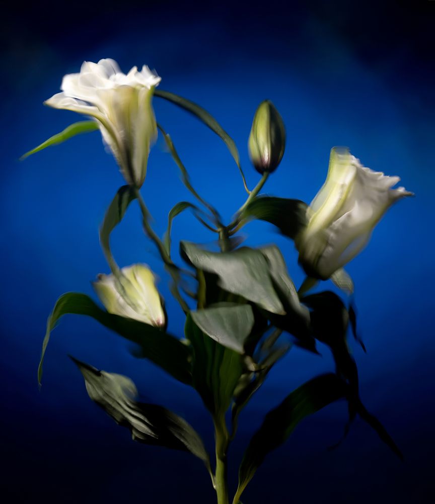 Фотография автора Роман Москвичев