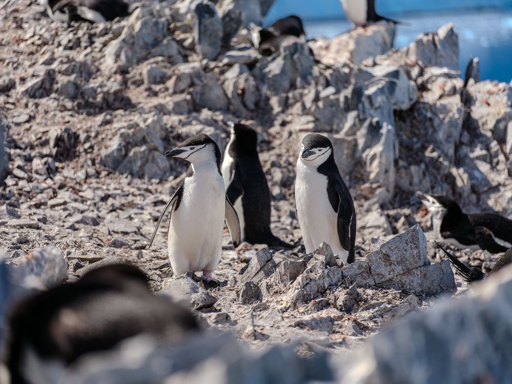 Photograph by Igor Galloway