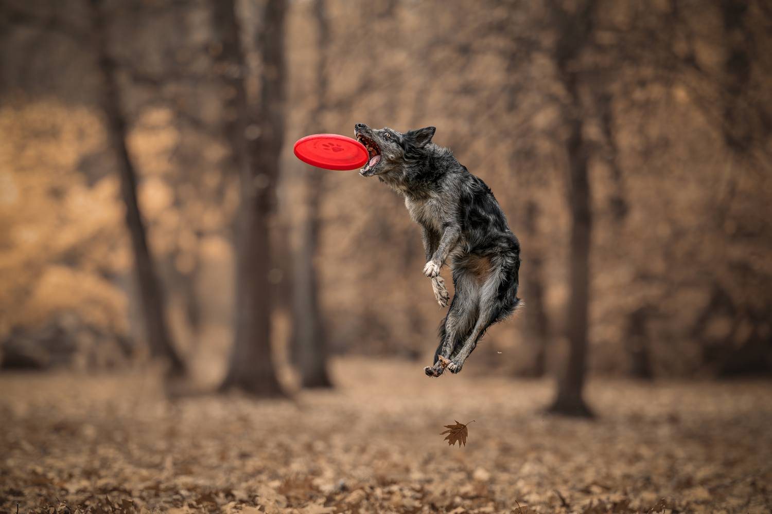 Frisbee fury