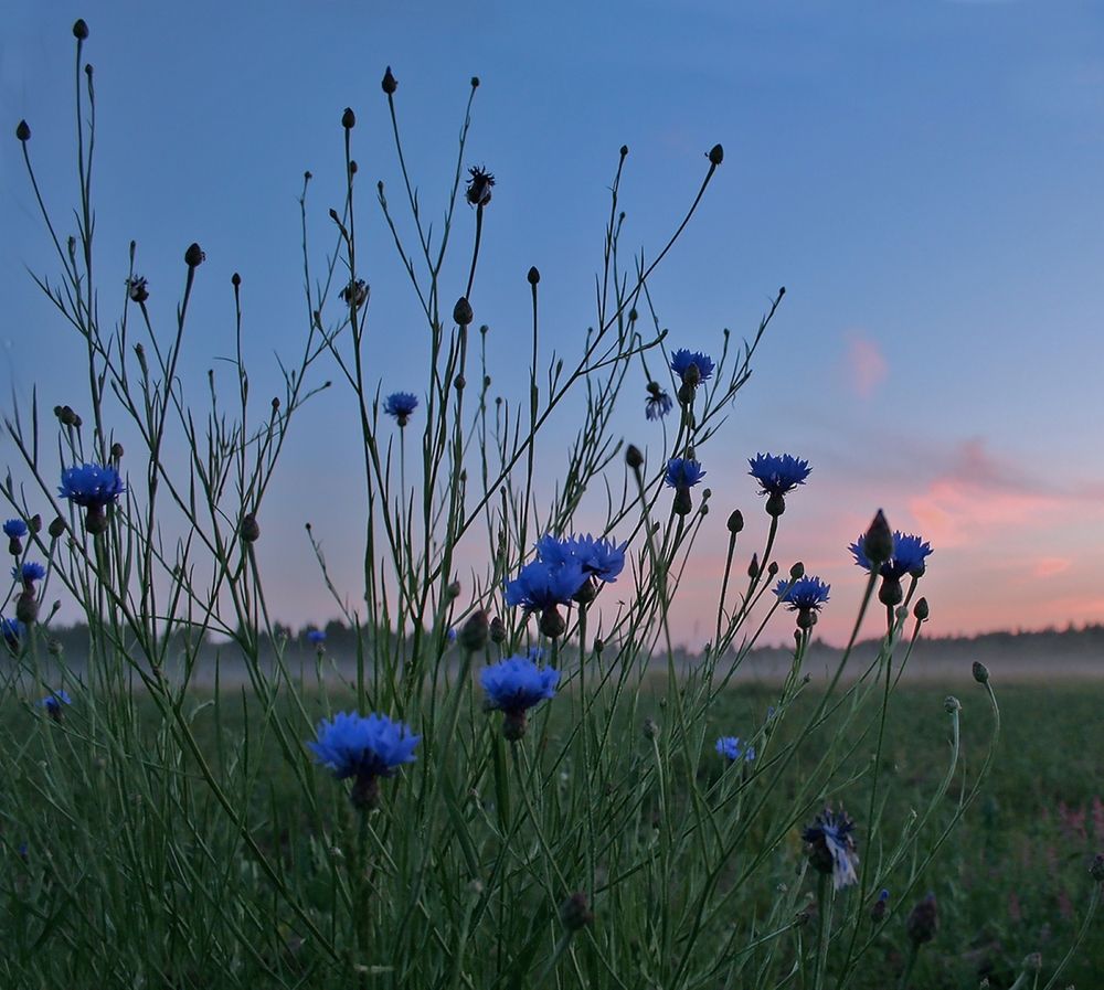 Васильки на закате