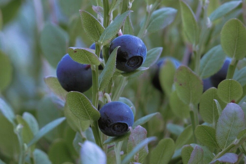 Photograph by Екатерина Ненахова