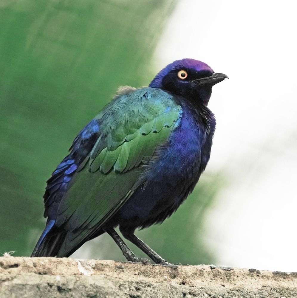 Photograph by Raed Victor Saad