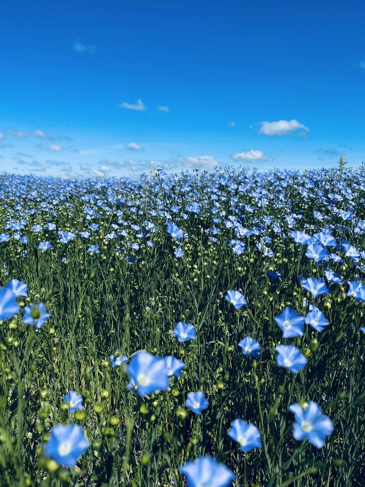 Photograph by Светлана Смук