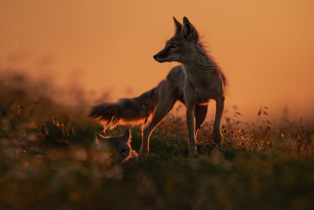 Фотография #13167820