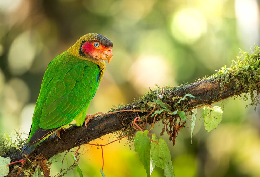 The brilliance of a wild emerald